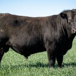 Evaluating genetic evaluation systems – Beef Central