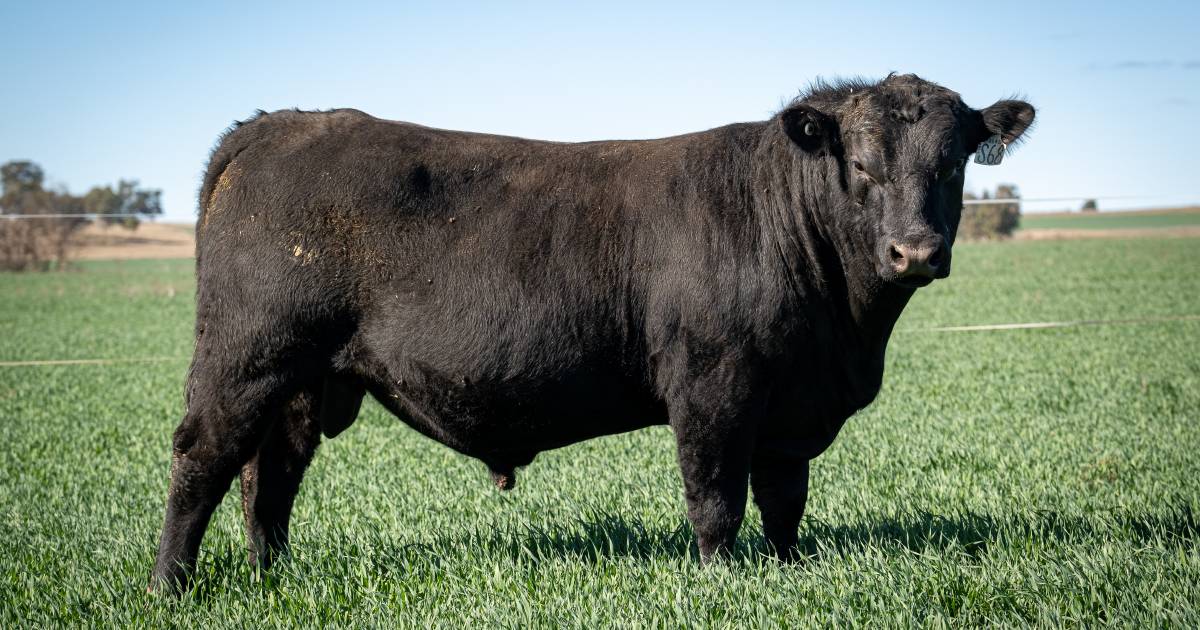 Return buyer purchases top-priced bull for second year running from Isla Angus