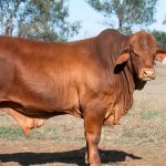 The Great Aussie Cattle Quiz September 2023