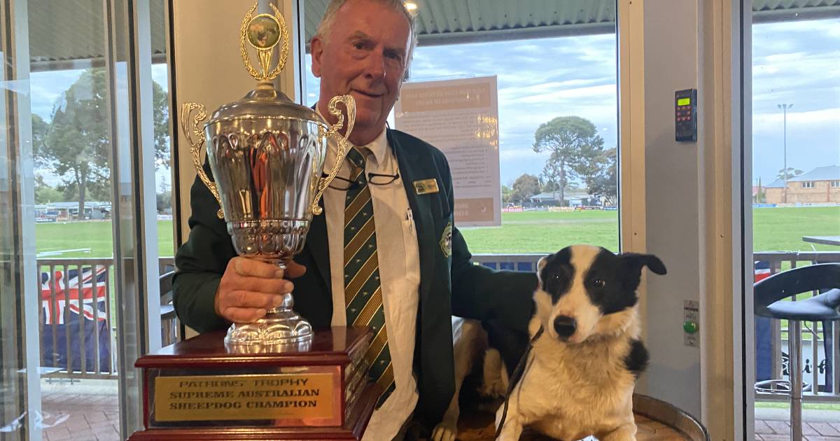 Trial torment turns to triumph for Darmody and dog Zeefree Troy in National Sheepdog Trials | The Land