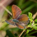 Historic closure for Northern Tablelands arsenic scar