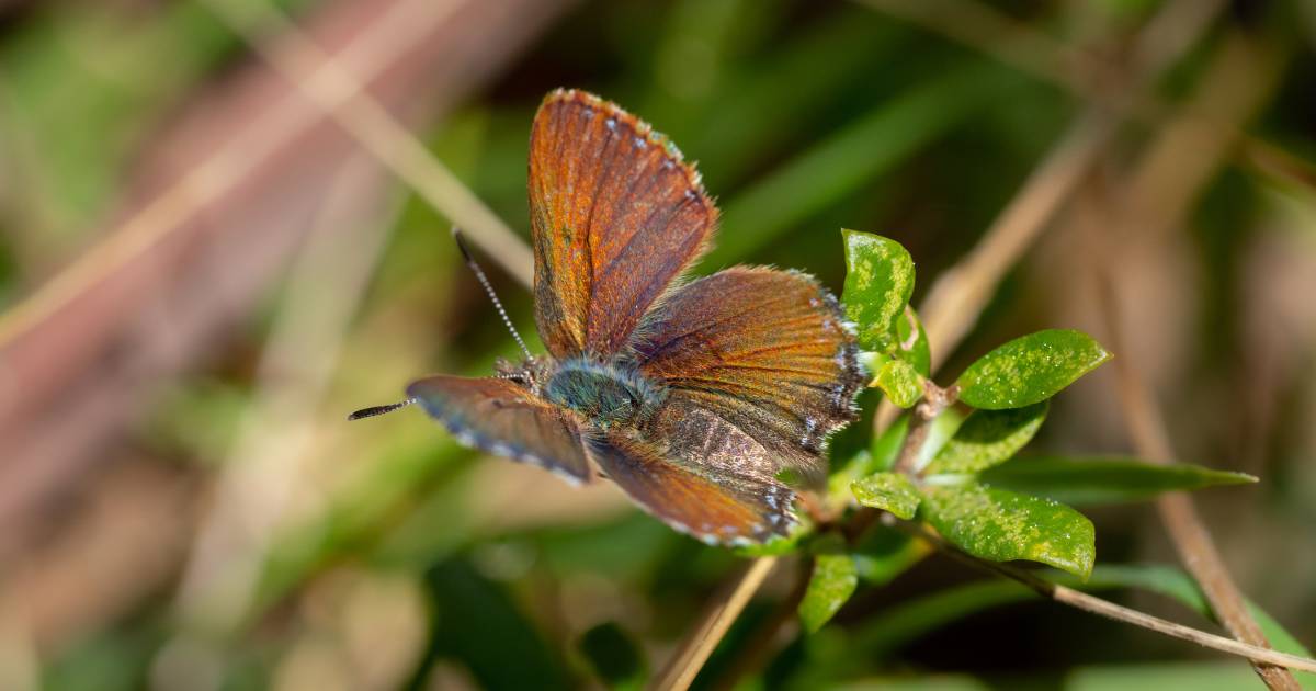 The butterfly effect: Community urged to record rare sightings | The Land