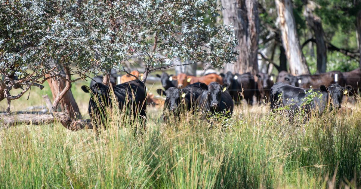 Cattle Australia looks to upgrade how priorities are set