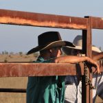 Stumer’s JS Cattle Co among volume buyers at 2023 National Droughtmaster bull sale | Queensland Country Life