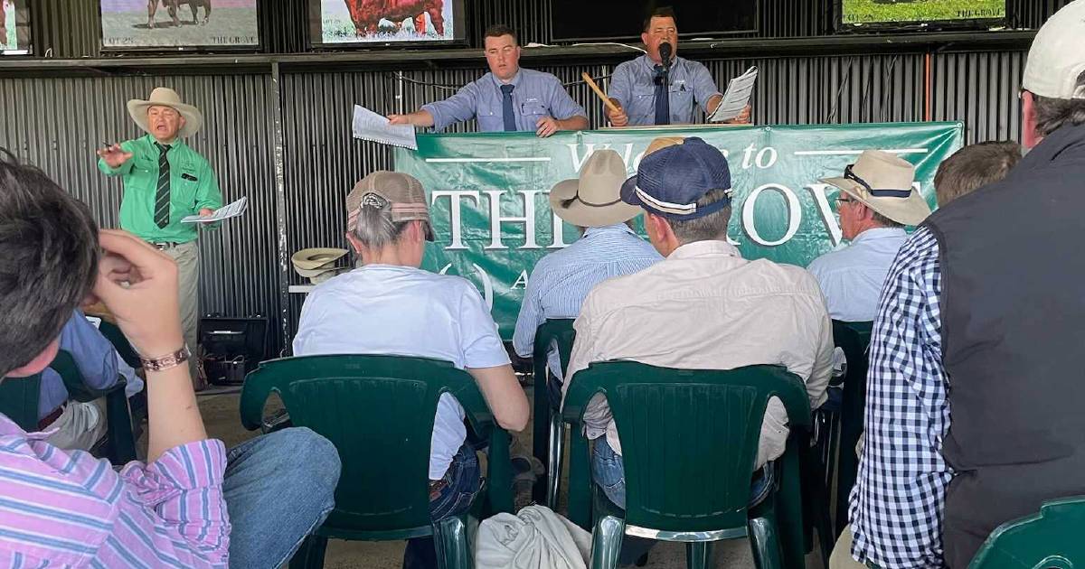 The Grove 2023 bull sale sells six figure bull in first 15 lots | Queensland Country Life