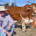 Long time client steps back in to secure top price CAP Droughtmaster sale bull