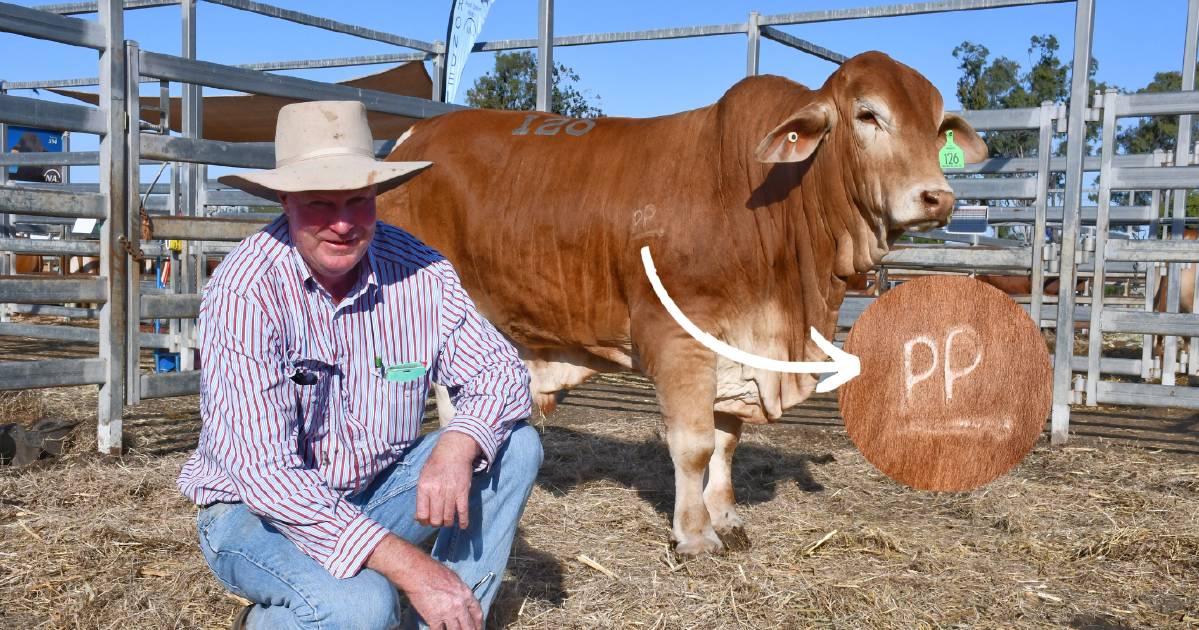 Droughtmaster breeder registers PP brand to prove bulls worth