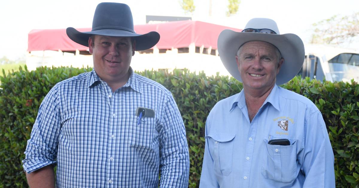 Braford society celebrates 60 years at National Sale | Queensland Country Life