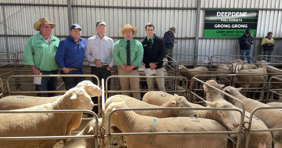 Deepdene Poll Dorset rams sold to $2700