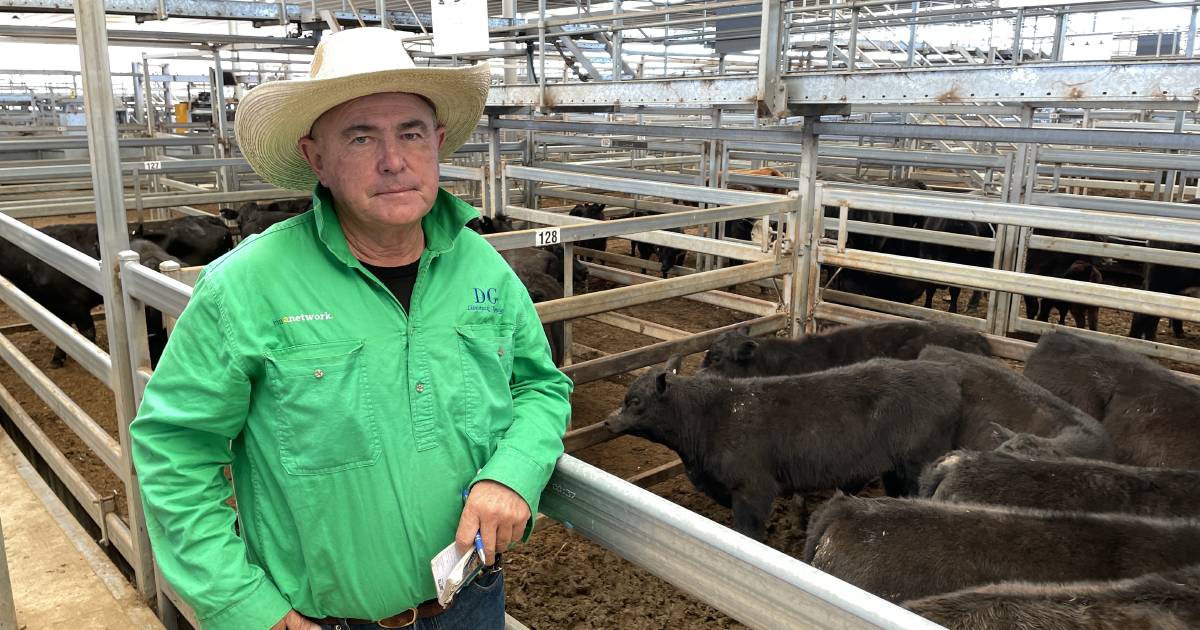 Weaner heifers to dearer trends at Tamworth store sale