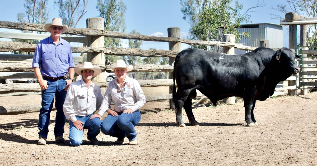 Top Triple B Brangus bull on his way to Taroom