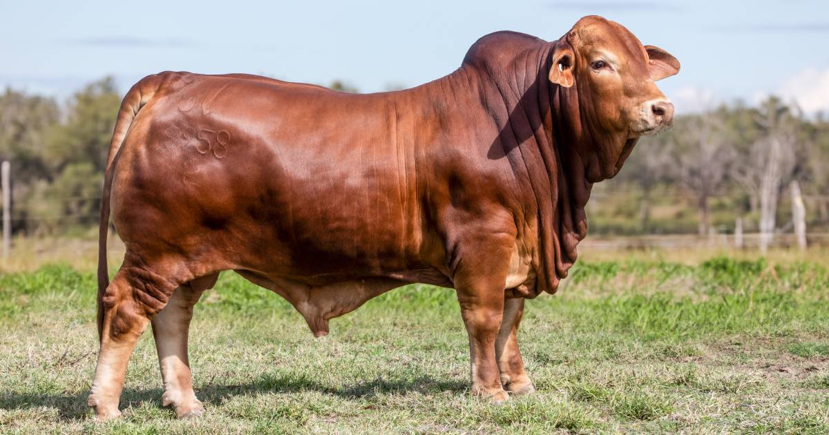 New pinnacle reached at Glenlands Droughtmasters annual sale