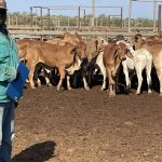 Live cattle to Indonesia still not smooth sailing | Farm Weekly