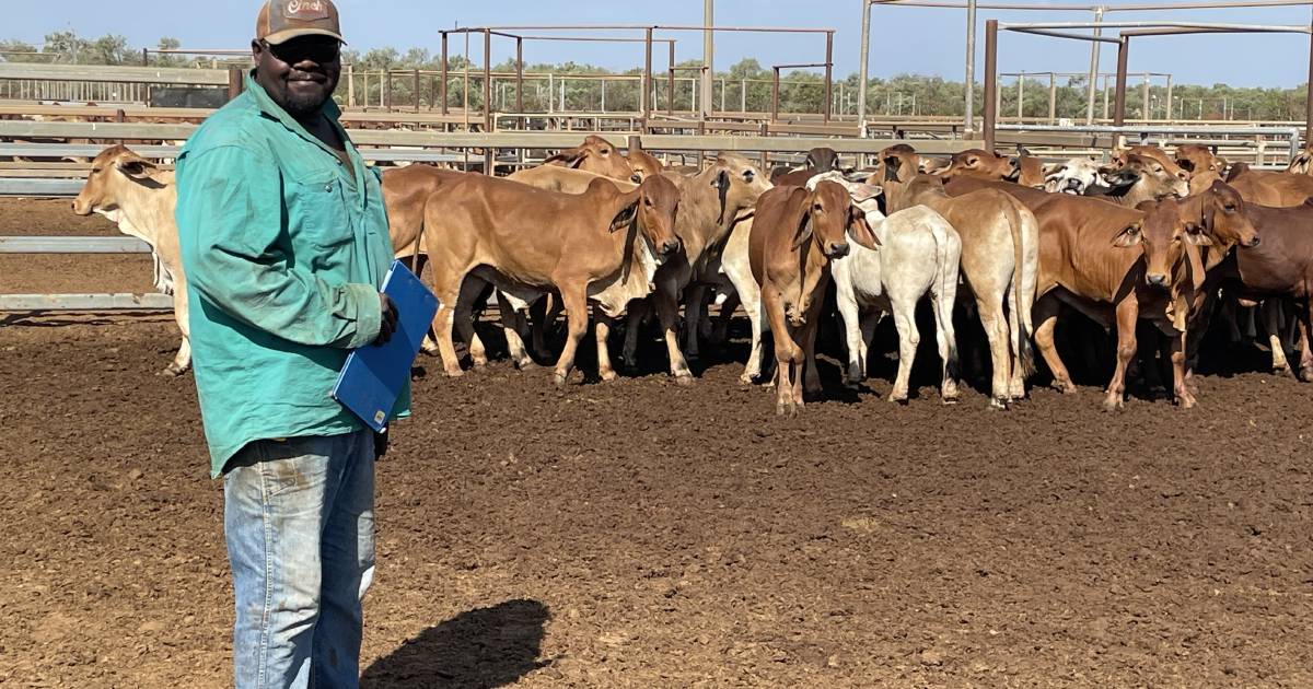 Northern cattle are back on boats