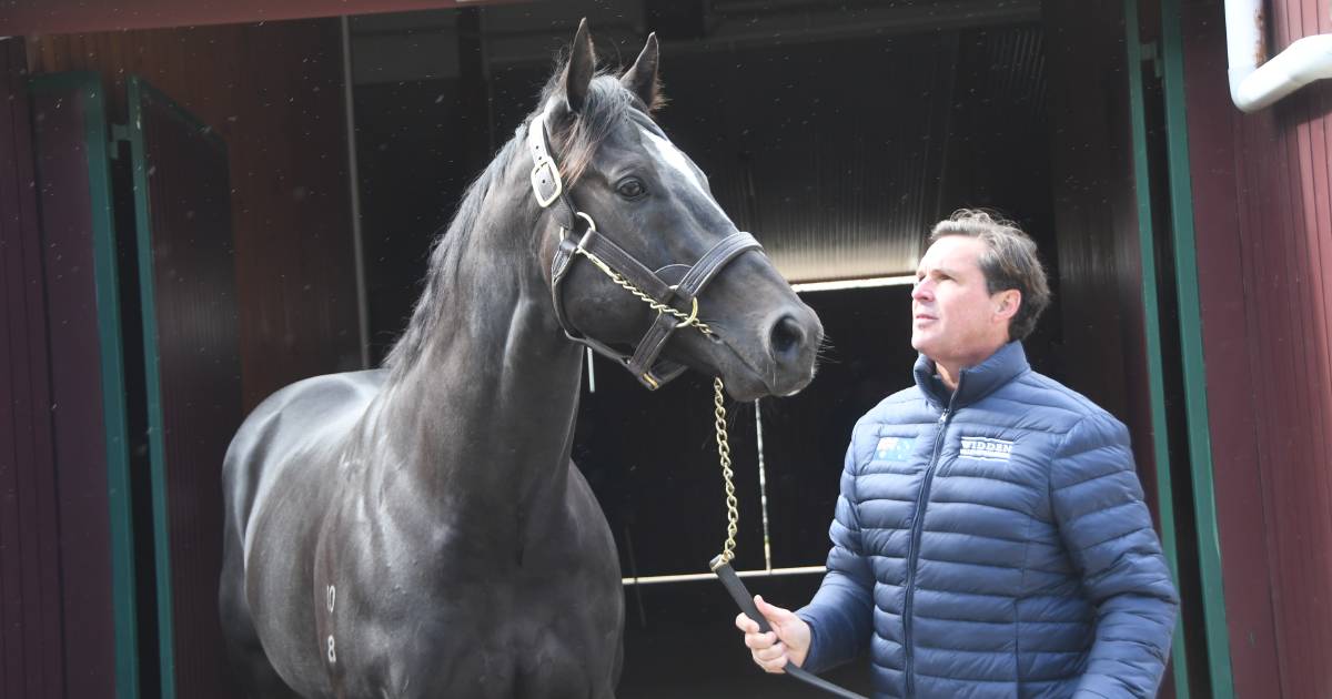 Star quality on show at Victorian stallion parades