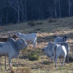 UTIA study to examine how feed efficiency could further enhance beef production