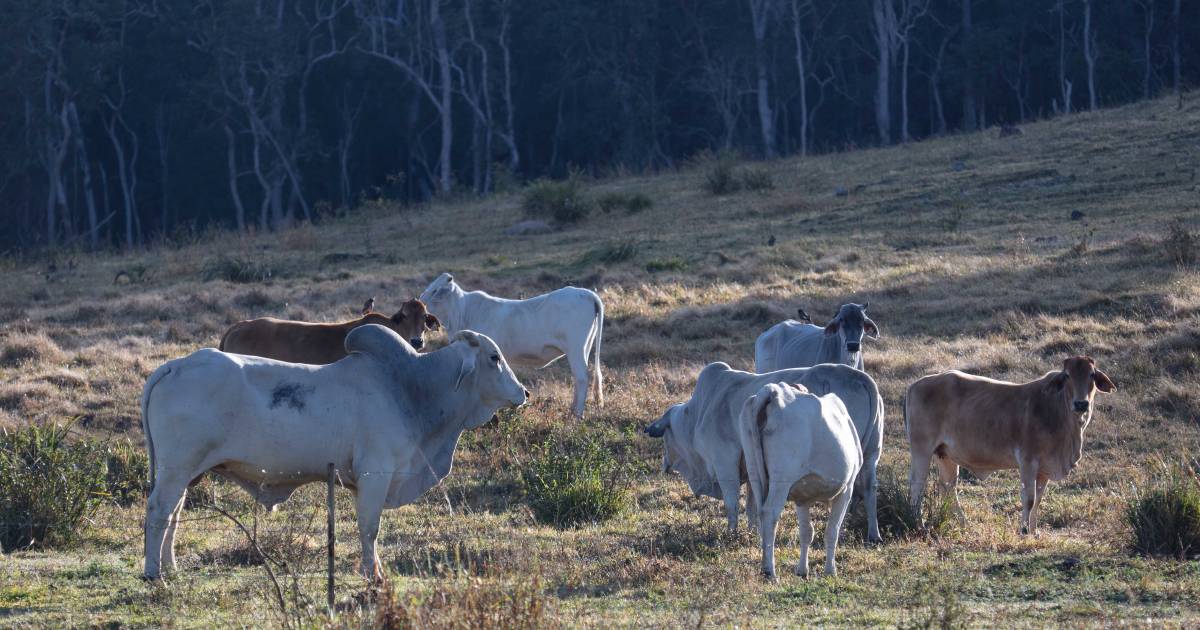 Proposed Chalumbin Wind Farm renamed and 44 turbines removed to deter environmental impacts | North Queensland Register