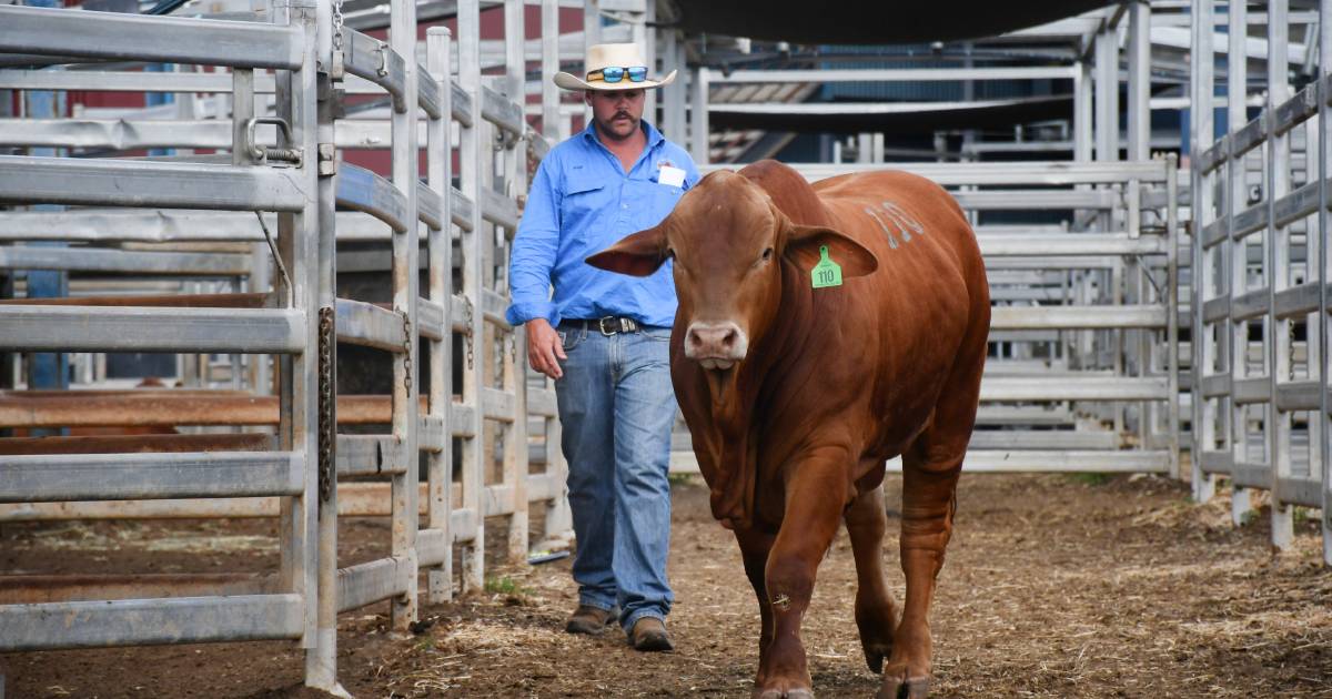 See which studs came out on top during day one of the Droughtmaster National Sale