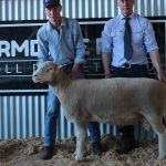 2023 Inaugural Donaldson Family Sale achieves near full clearance | Queensland Country Life