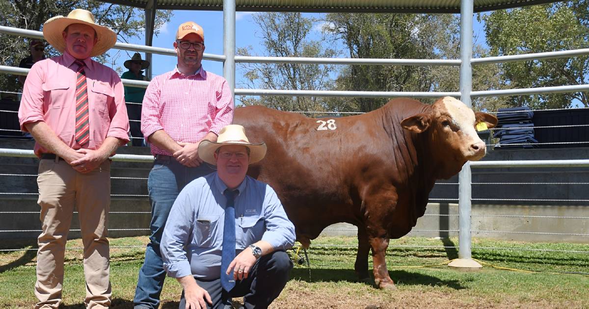 Meldon Park’s successful sale result underpinned by online action | Queensland Country Life