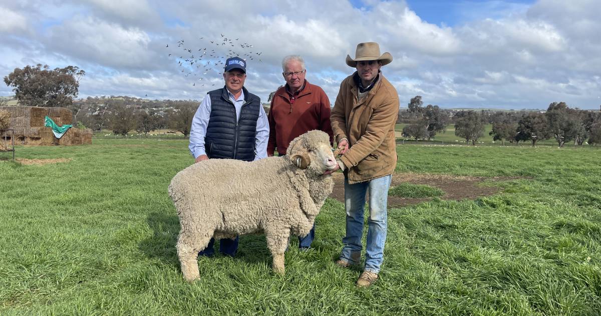 Merryville Merino rams top sale at $7500