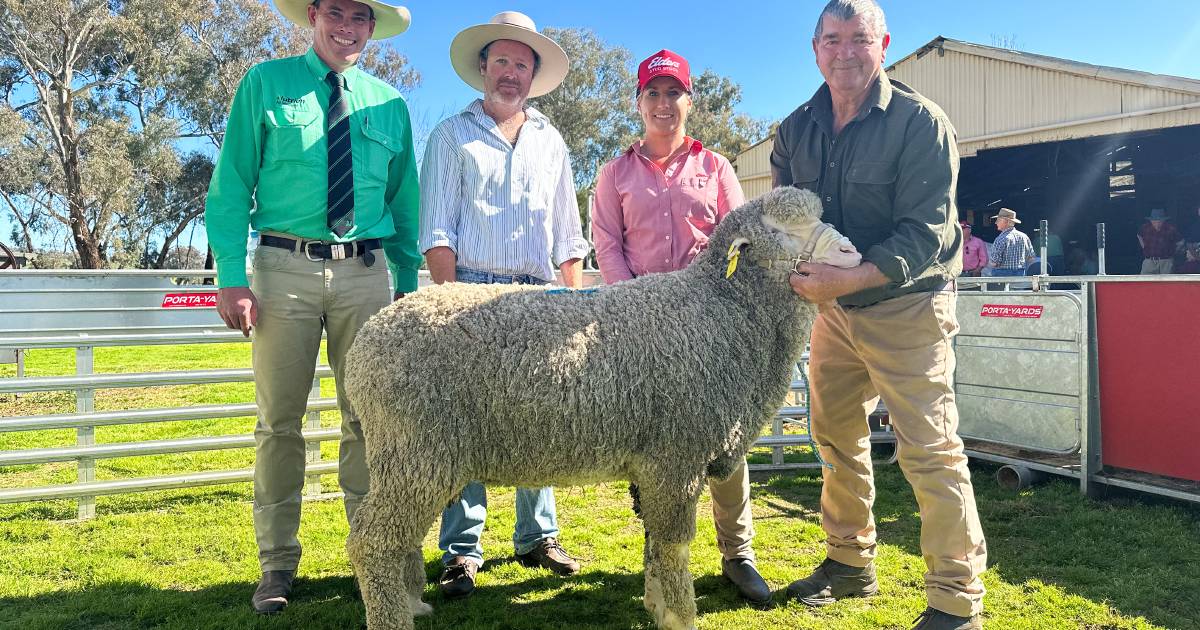 Return buyers seek quality at Winyar Poll Merino sale