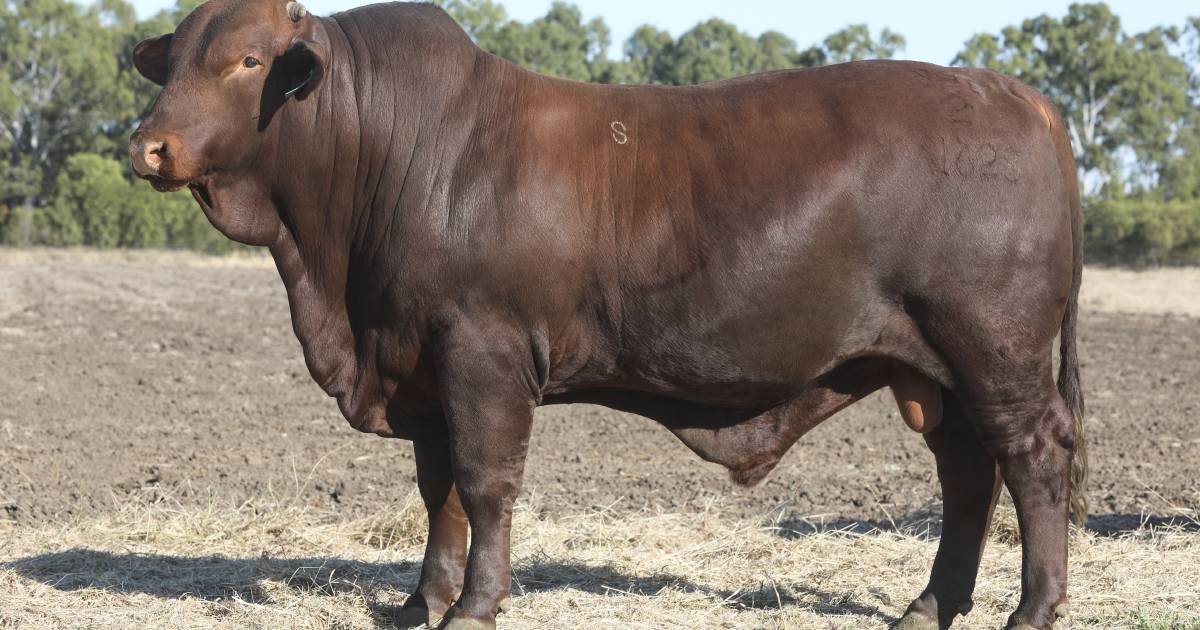 Yarrabee Wilamba's top bull headed back to stud duties