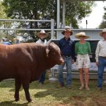 Wormbete sale sees studs step in to secure both bulls and females