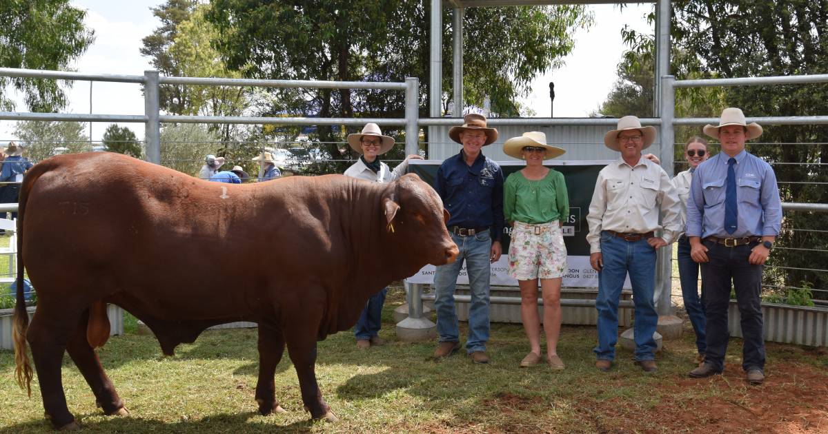 Rolleston bulls find homes locally in CQ