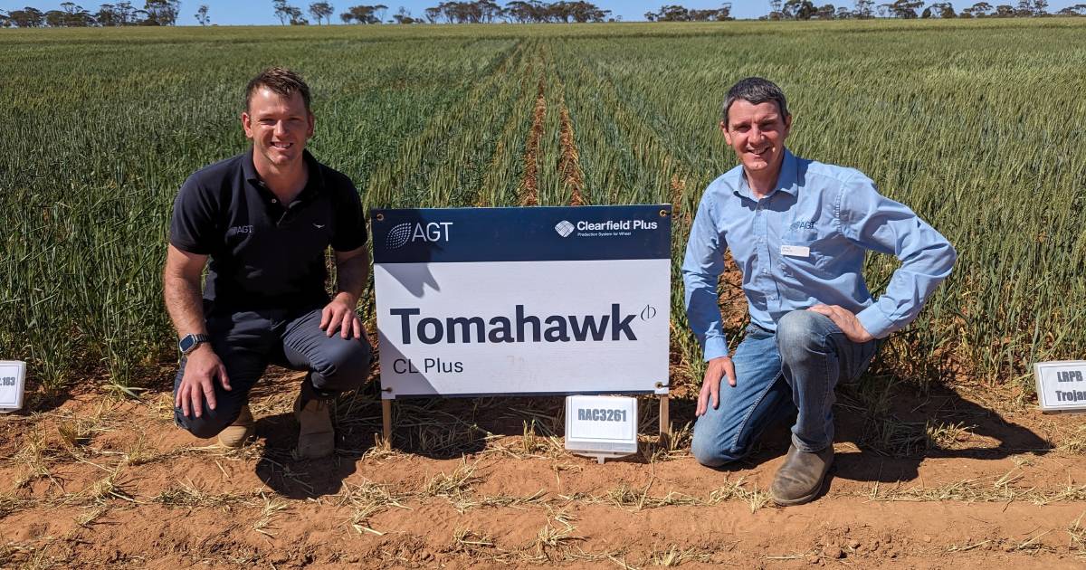 Tomahawk CL Plus closes yield gap says Australian Grain Technologies | Farm Weekly