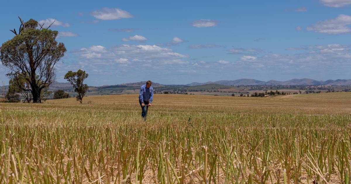 Why sulphur is important for crops and pastures