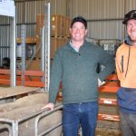 Northern Stud Breeders’ Association ram sale: Walkindyer, Mulga Springs and Terara | Farm Weekly