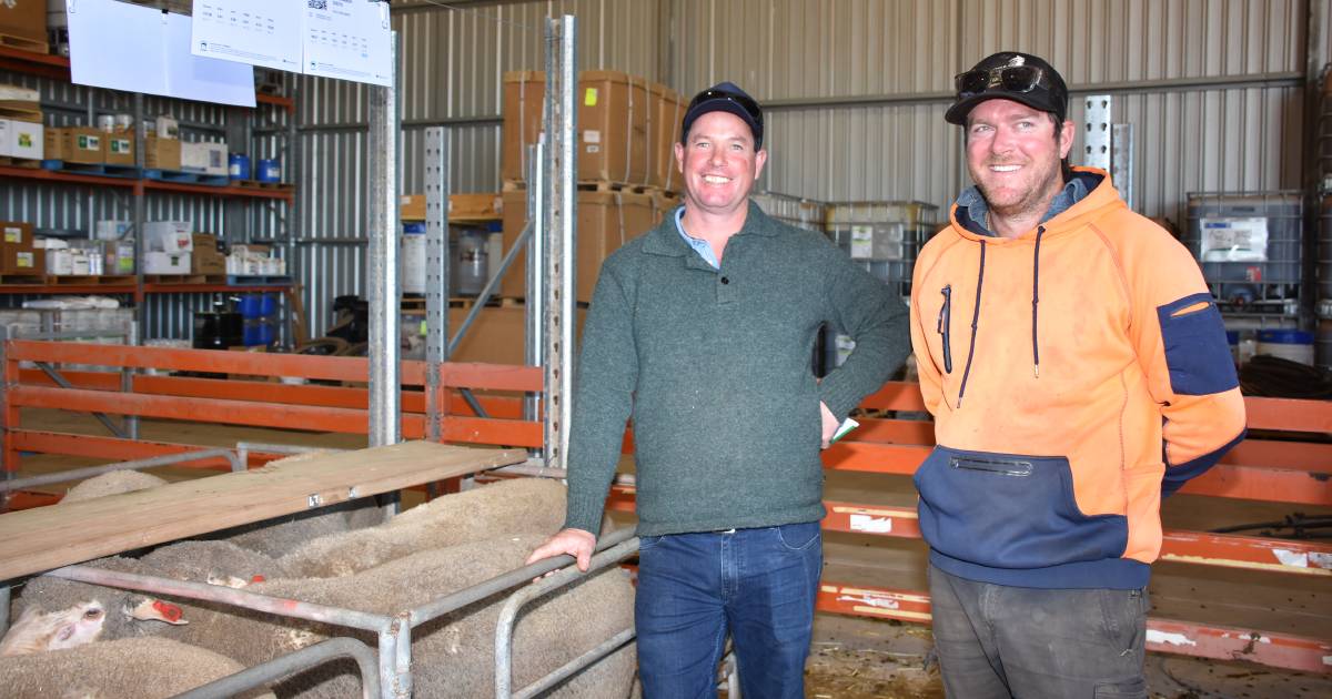 Chirniminup Dohne sale tops at $4200 at Nyabing | Farm Weekly