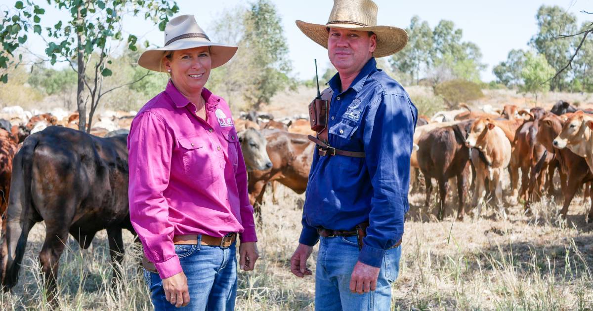 Coonabar's Gibson family buys time to rain through pasture budgeting