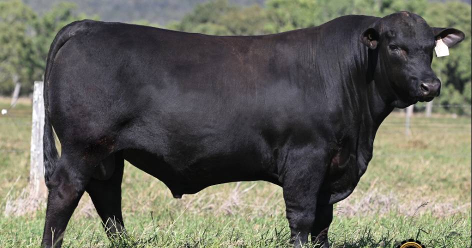 Telpara Hills' six figure Ultrablack bull breaks Australian-breed record