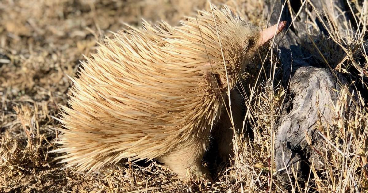 Albino echidna spotted at Lansdowne Station at Tambo | North Queensland Register