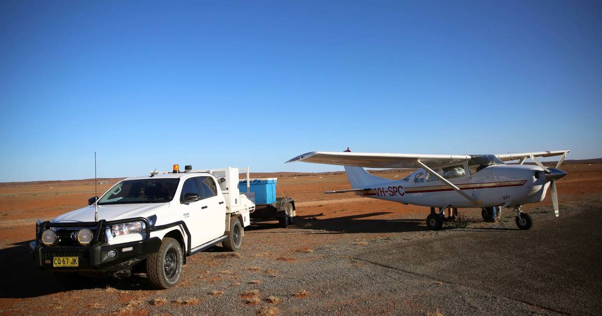 Western Local Land Services to undertake aerial baiting program for wild dog control