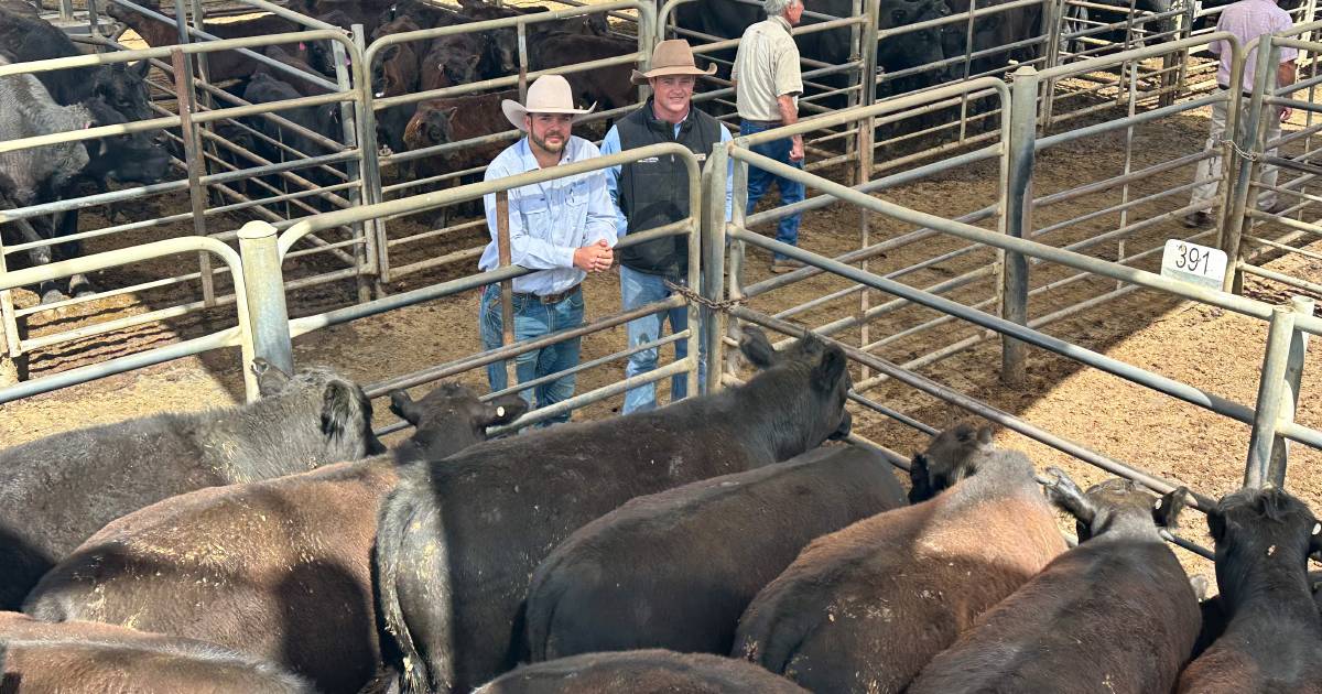 Cows and calves top Dubbo store sale at $1060