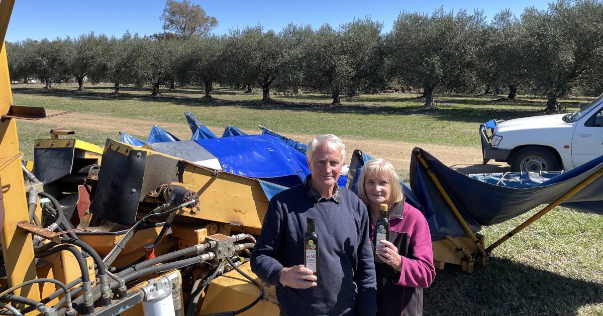 Gold medal for Glen Olives | The Land