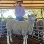 Mullan family’s Eastville Park and Quailerup West on-property ram sale at Wickepin | Farm Weekly