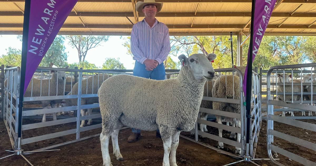 Maternal traits and eating quality key for buyers at New Armatree