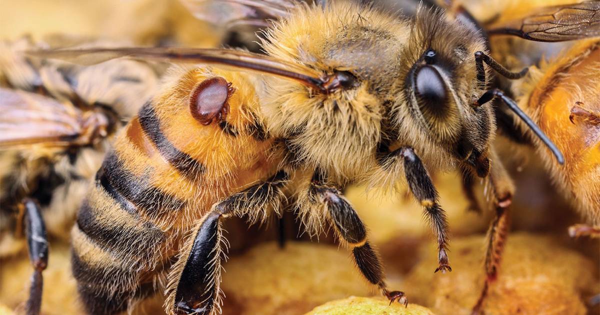 Updated: Varroa mite now here to stay