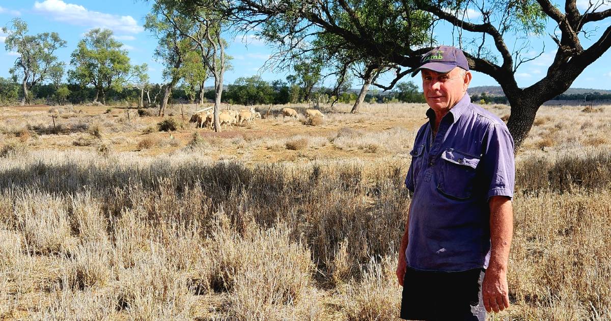 Full silos reassure Muckadilla’s Peter Hacker as dry times loom | Queensland Country Life