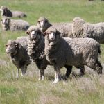 Wallabies wearing New England superfine wool