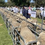 Warm weather for Henty Machinery Field Days