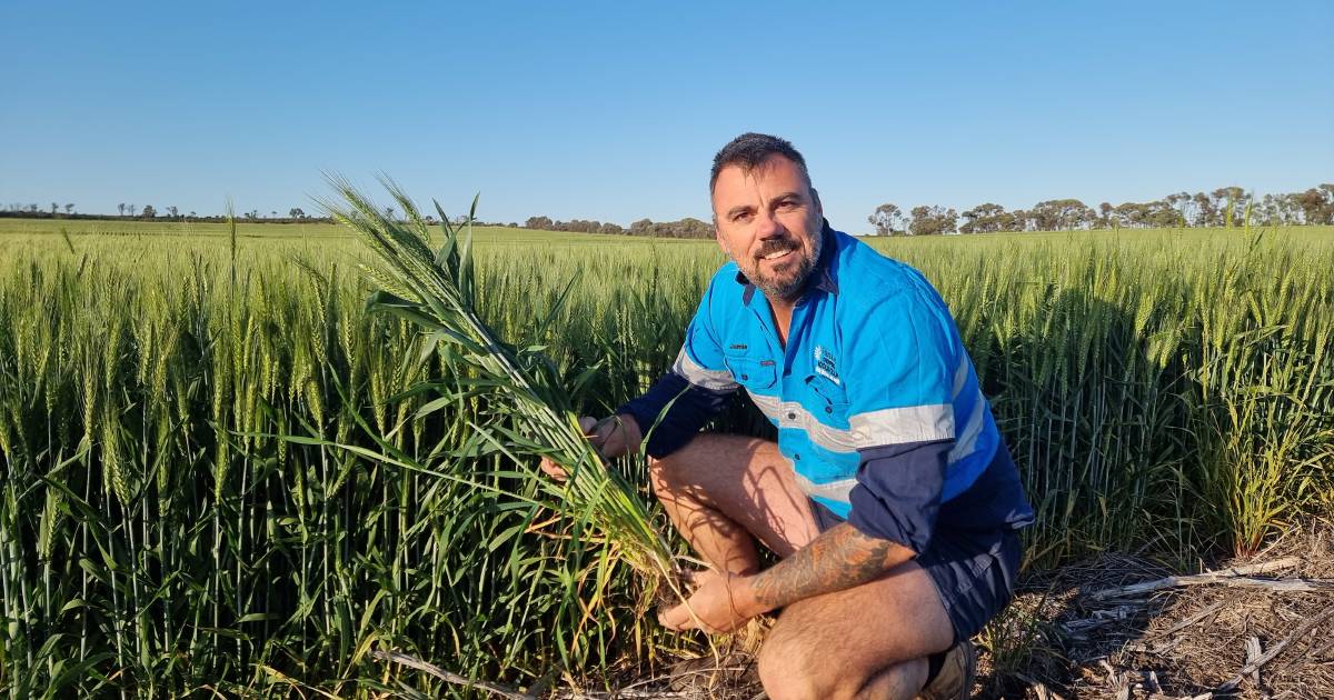 Rainfall at the right time sees harvest potential at Croppa Creek