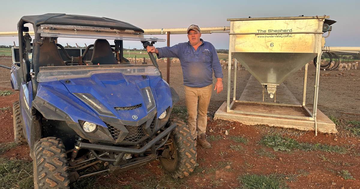 Weighing up options for sheep, lambs this season