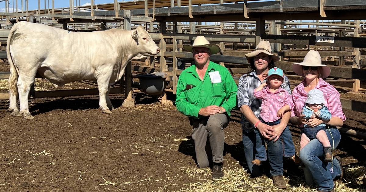 Red factor bulls attract most interest at Glenlea Charolais Roma sale | Queensland Country Life