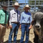 Hay prices creep up as consumers look to lock in supply | North Queensland Register