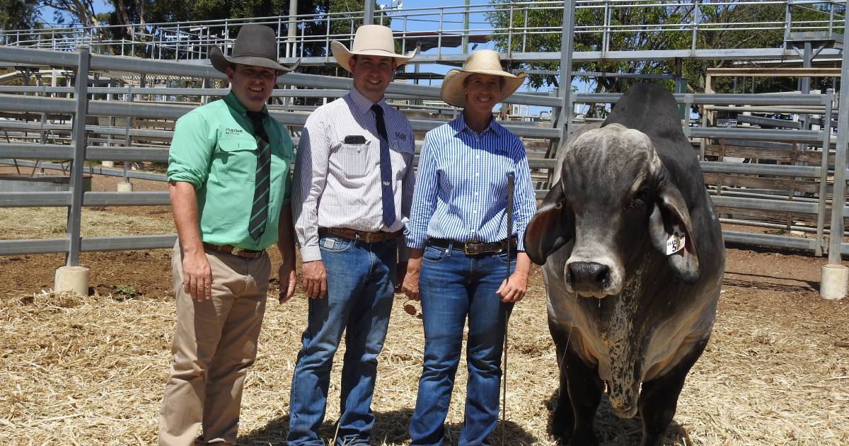 Clermont Beef Bull sale clears 93 per cent in 2023, up by 10pc on 2022 sale | Queensland Country Life